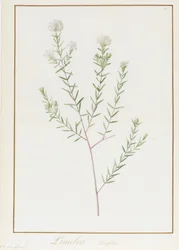 Pimelea Linifolia